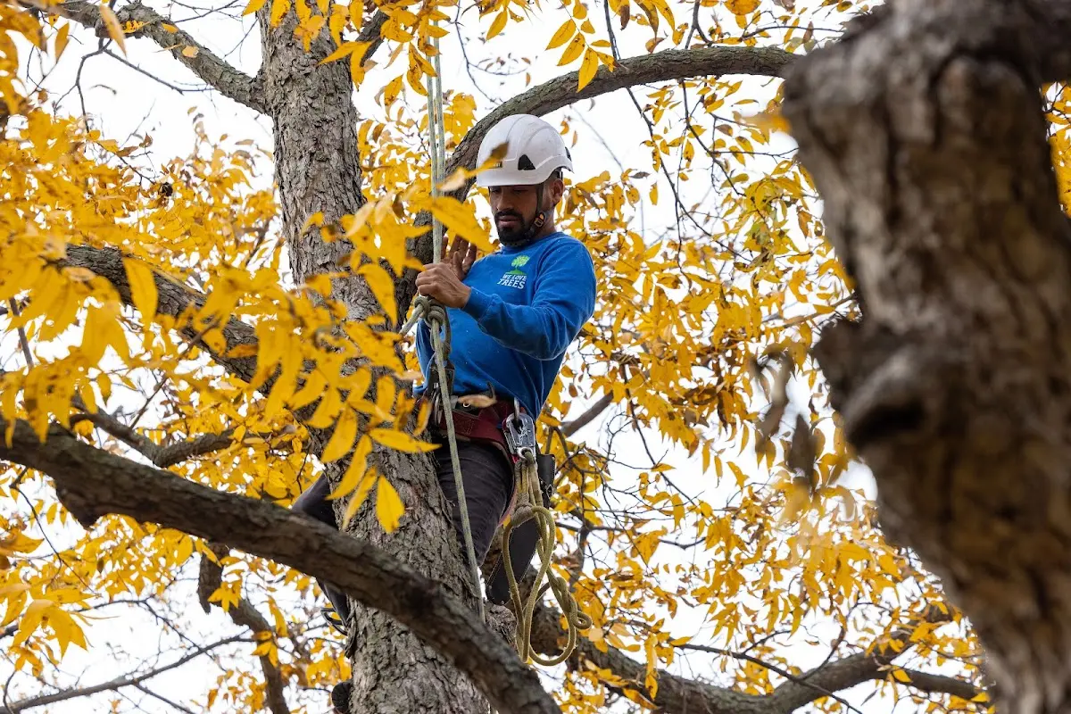 Skilled Tree Planing crew working in Fredericksburg