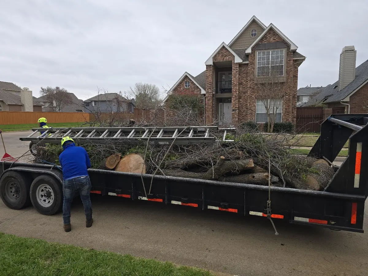 Expert Tree Removal with proper safety equipment in Fredericksburg